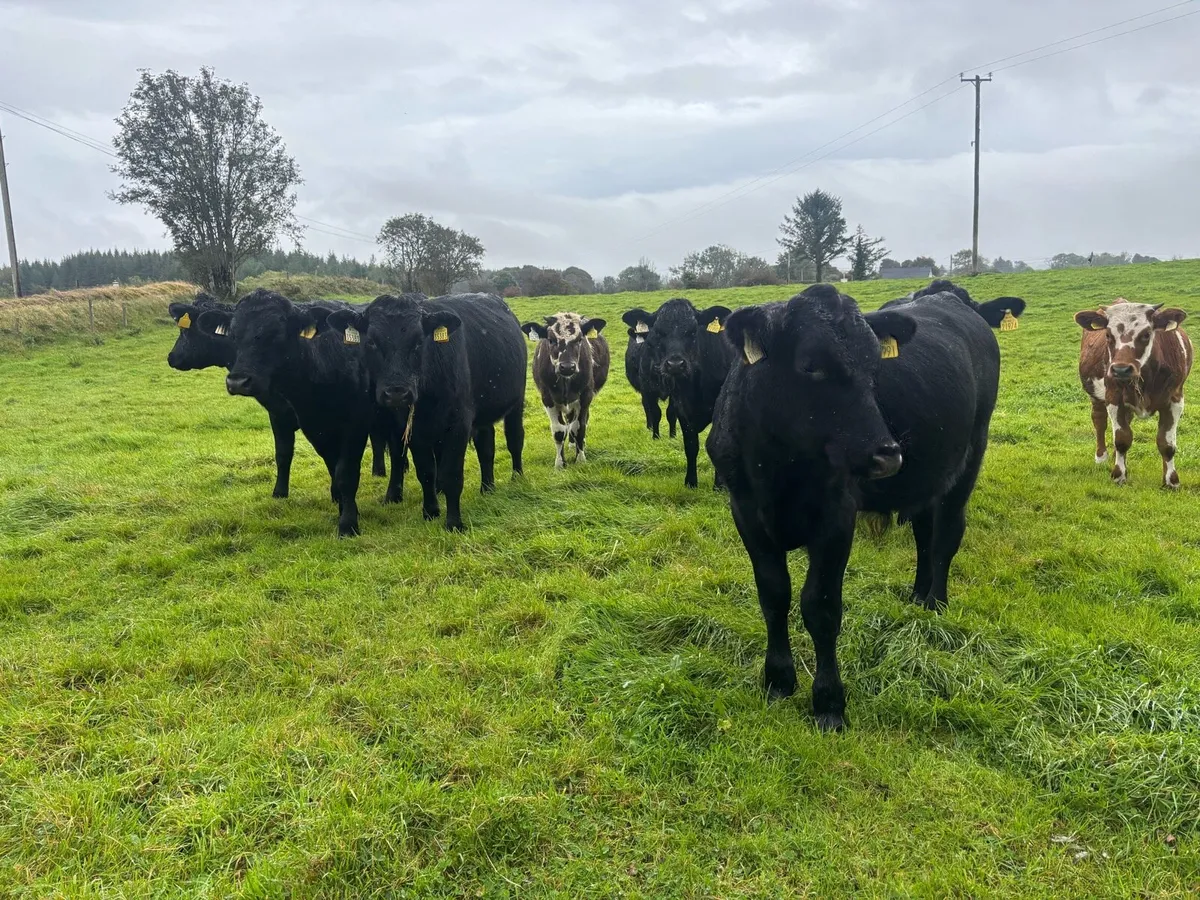 11 Bull weanlings - Image 1