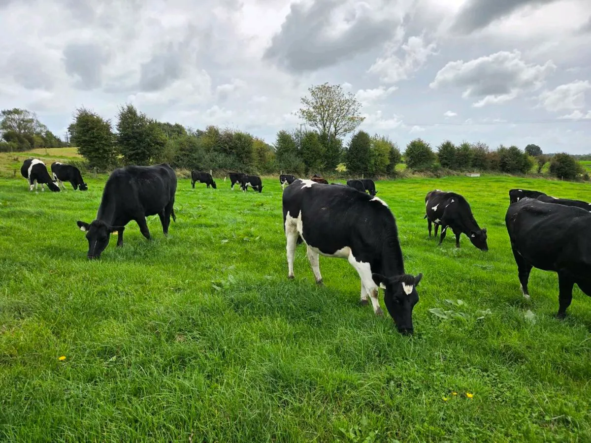 30 high EBI FRX heifers - Image 1