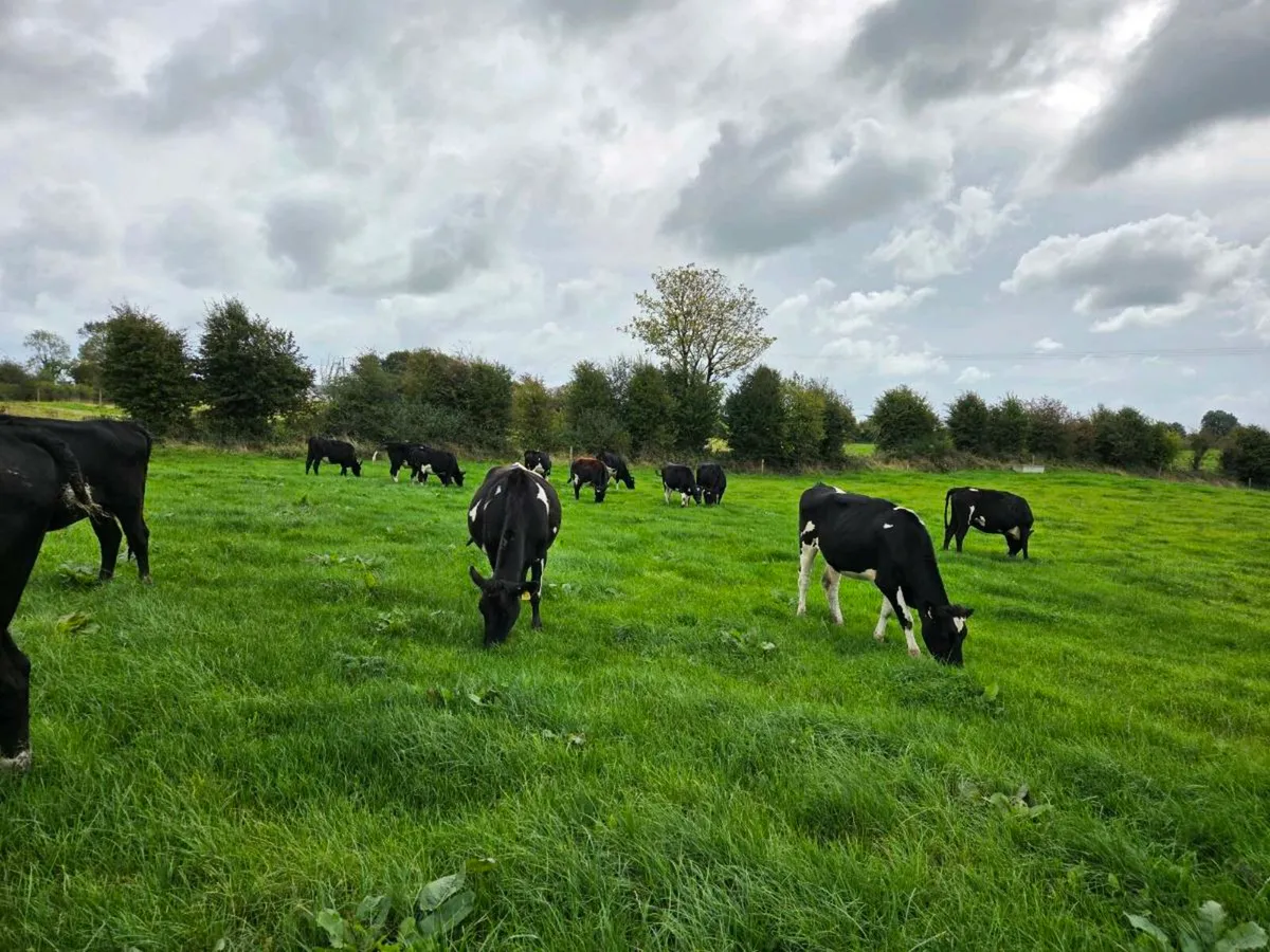 30 high EBI FRX heifers - Image 2