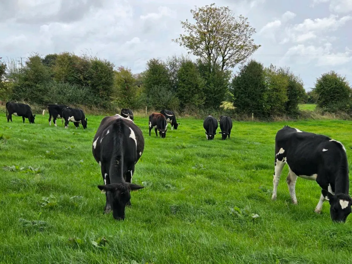 30 high EBI FRX heifers - Image 3