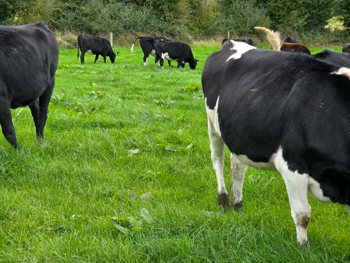 30 high EBI FRX heifers - Image 4