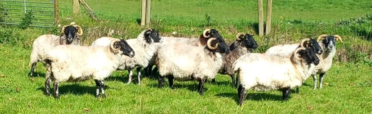 BLACKFACE MOUNTAIN EWES - Image 1