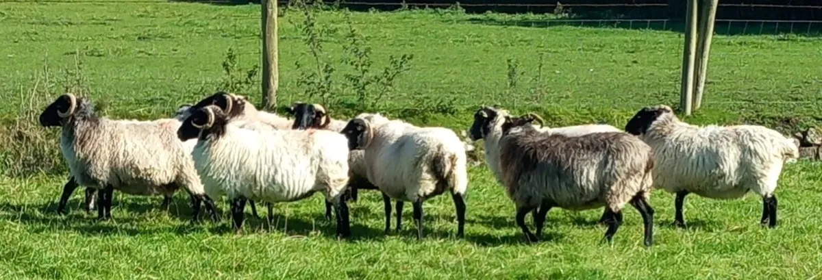 BLACKFACE MOUNTAIN EWES - Image 2
