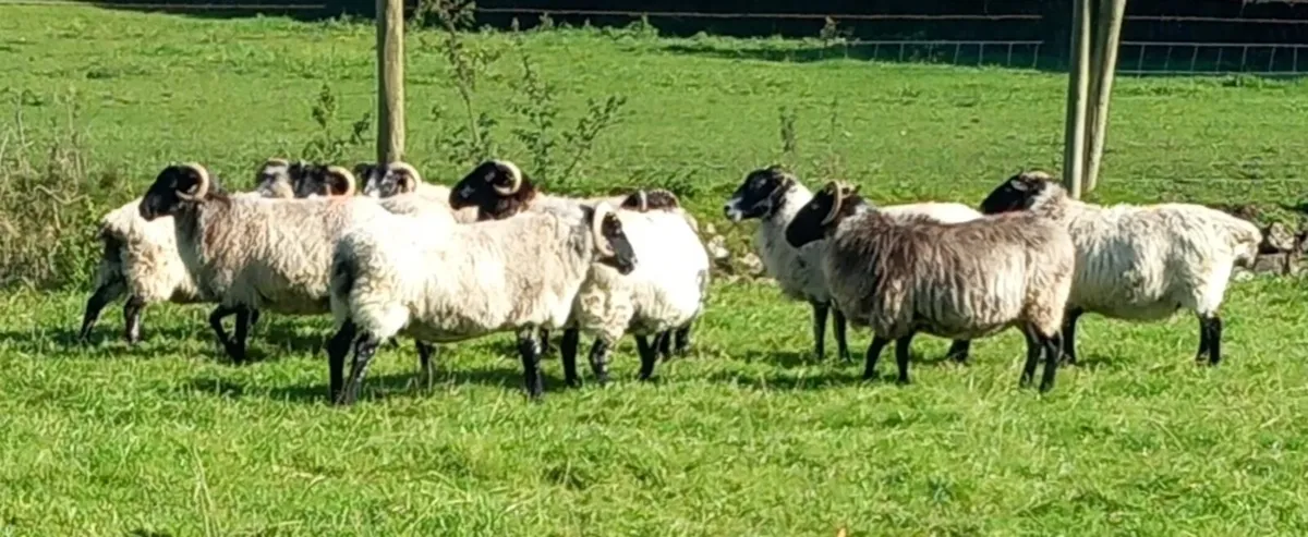 BLACKFACE MOUNTAIN EWES - Image 3