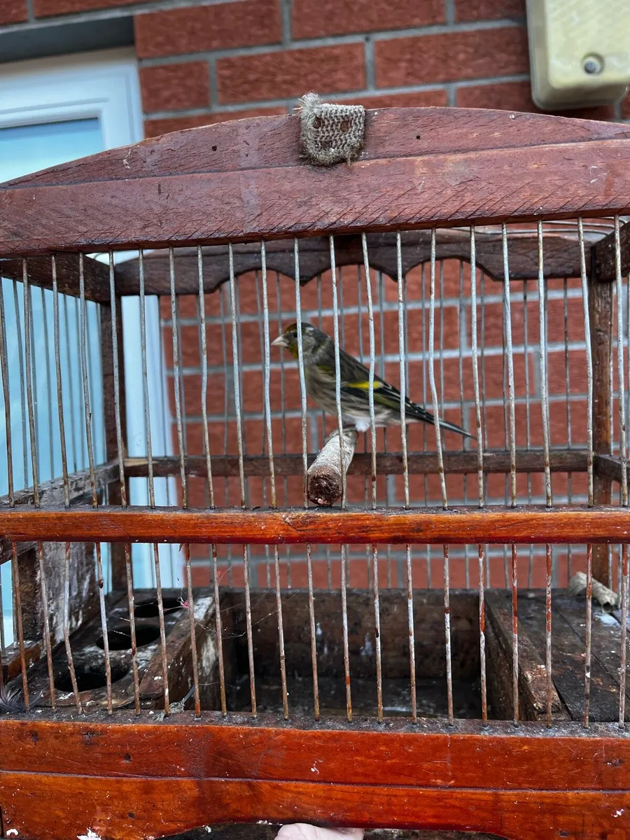 Birds - Image 1