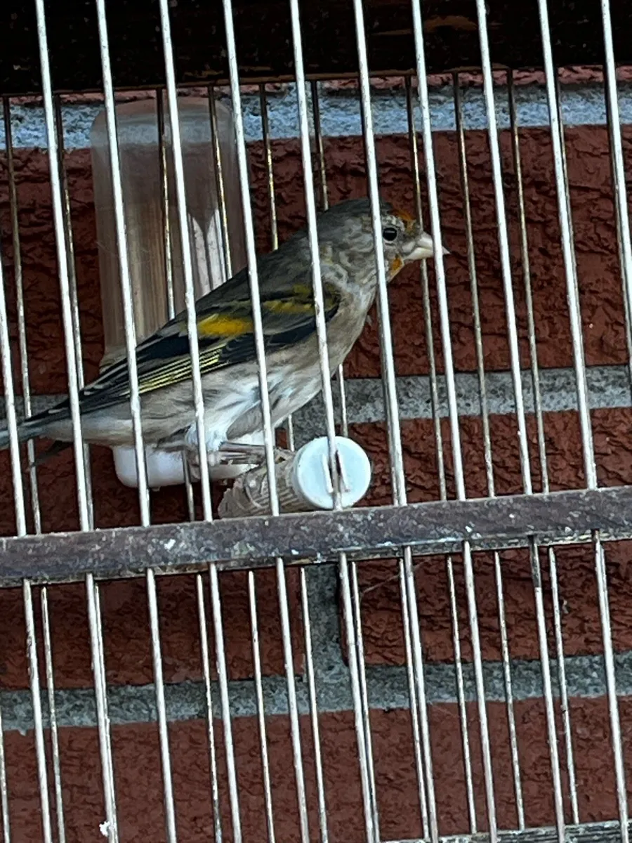 Birds - Image 2