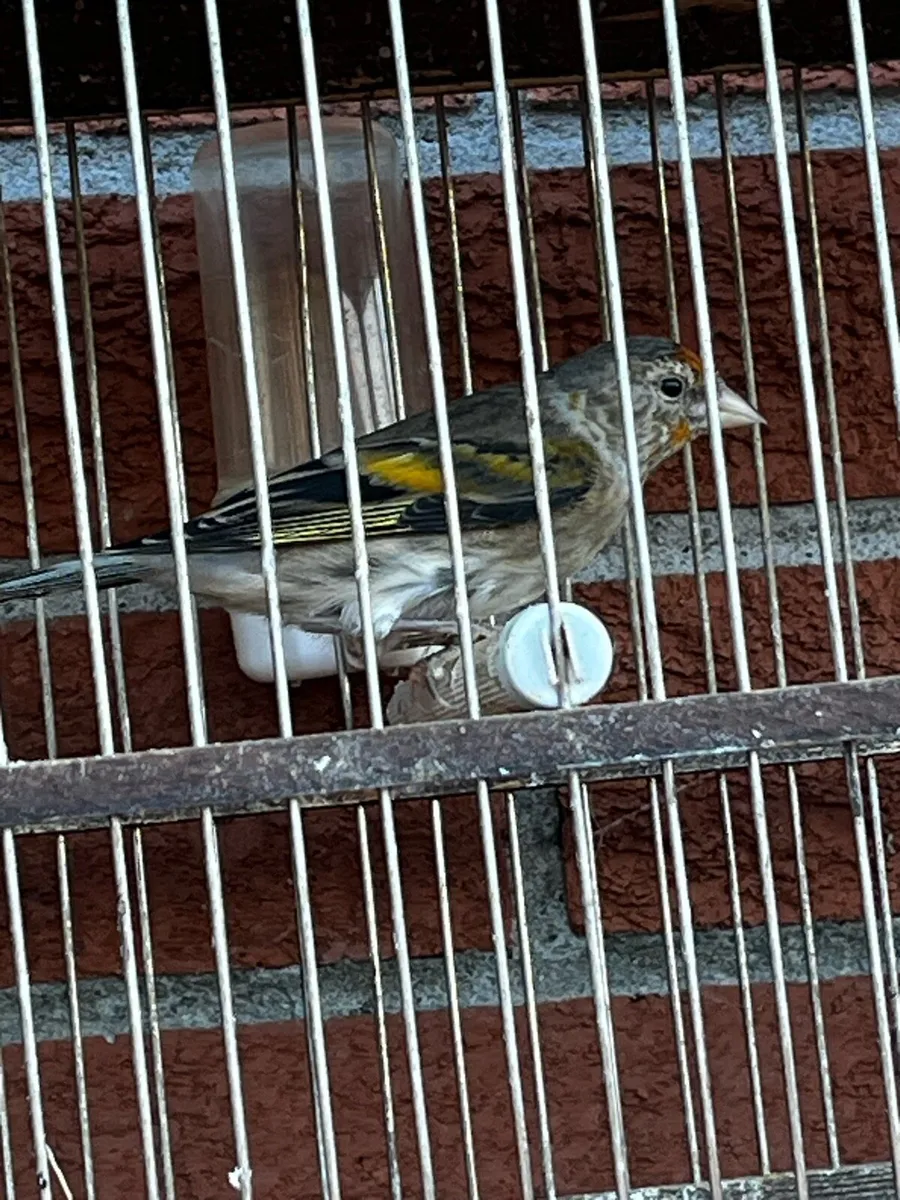 Birds - Image 3