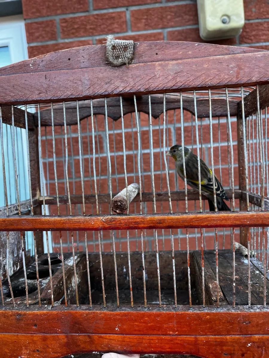 Birds - Image 4