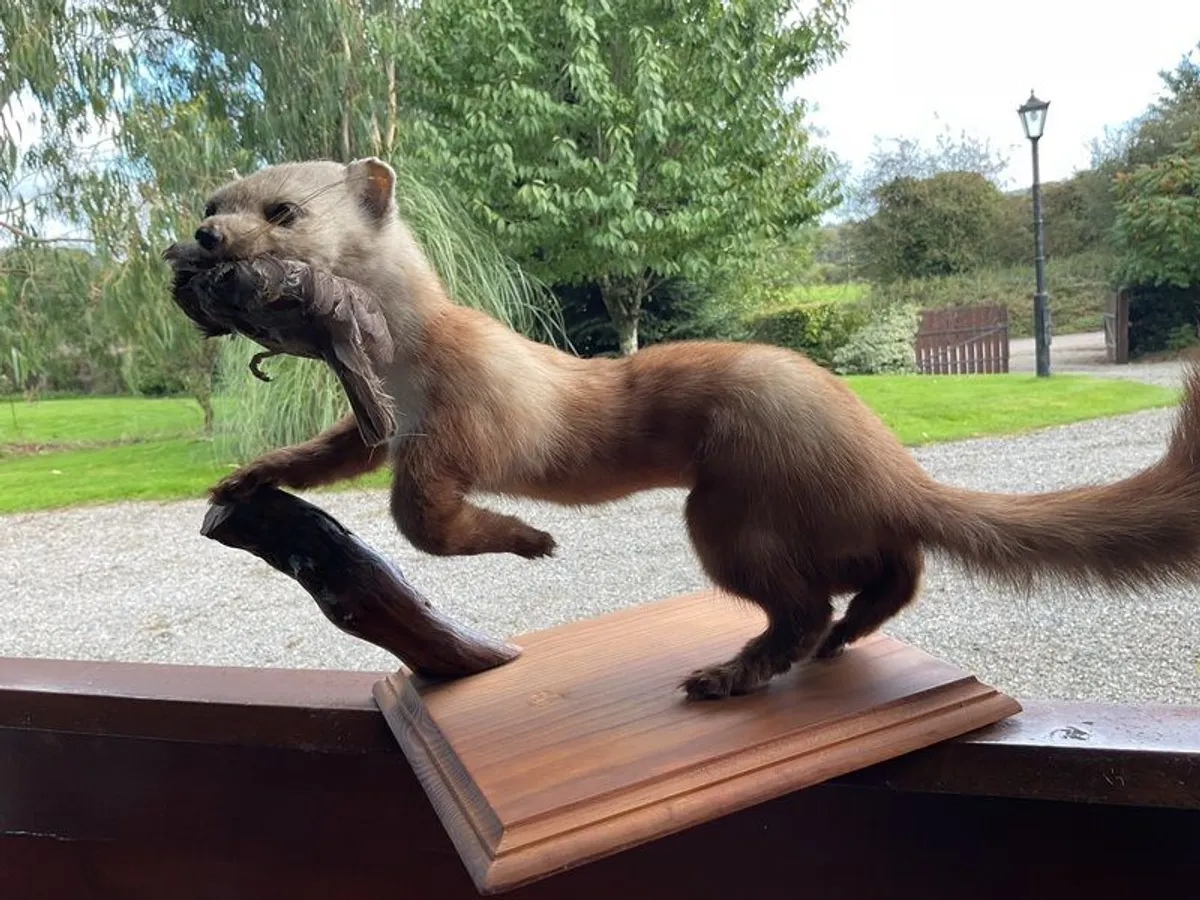 taxidermy stoat - Image 1