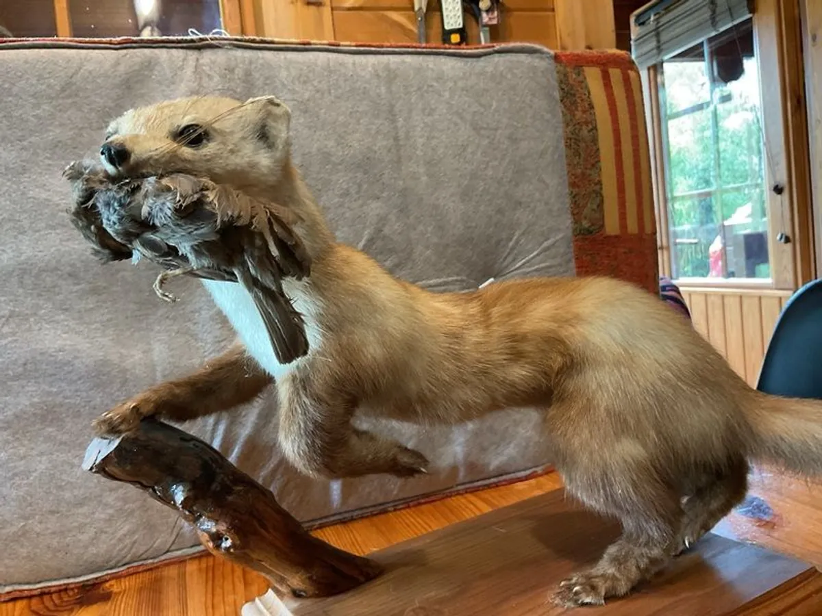 taxidermy stoat - Image 3