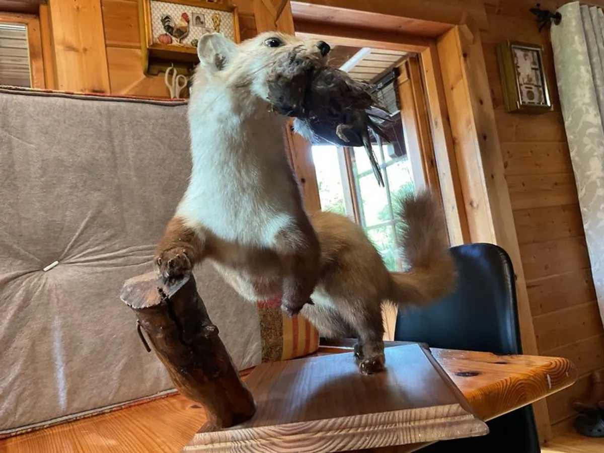 taxidermy stoat - Image 4