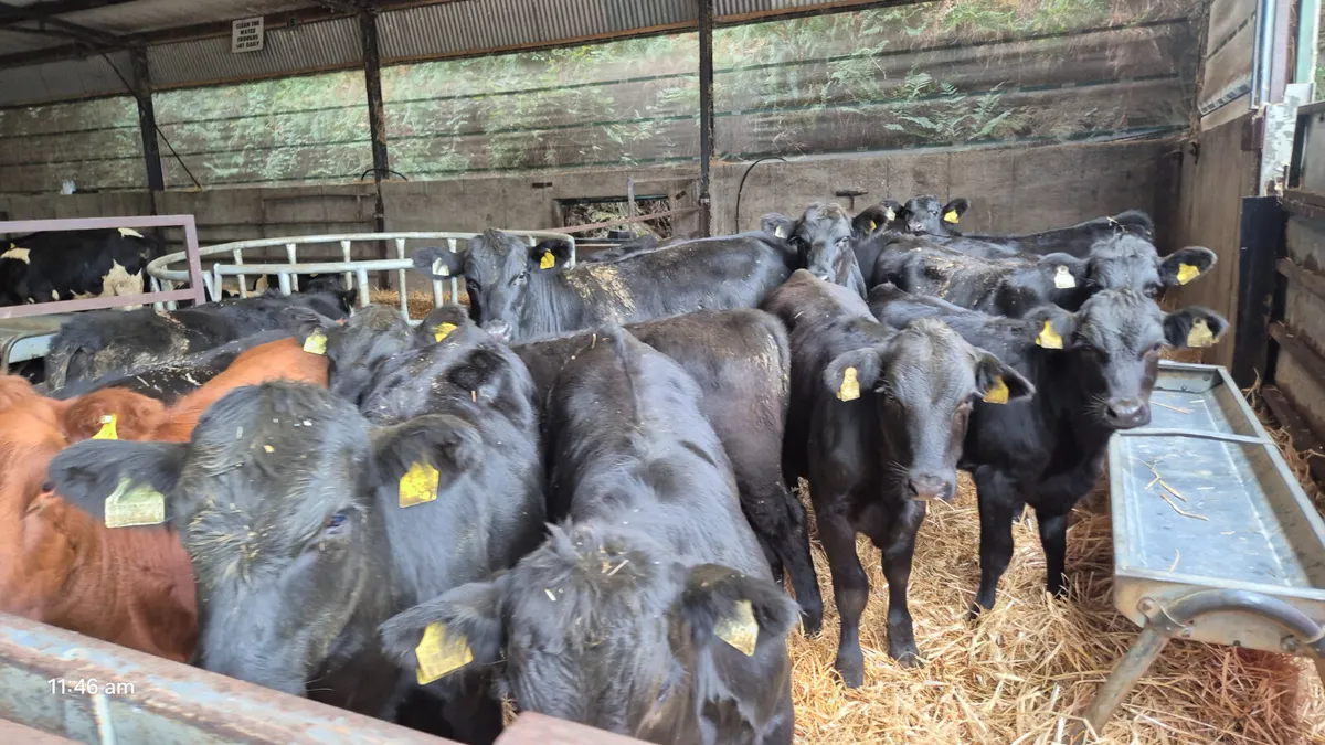 18 Quality Aberdeen Angus heifers for sale - Image 1