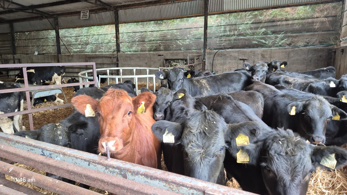 18 Quality Aberdeen Angus heifers for sale - Image 3