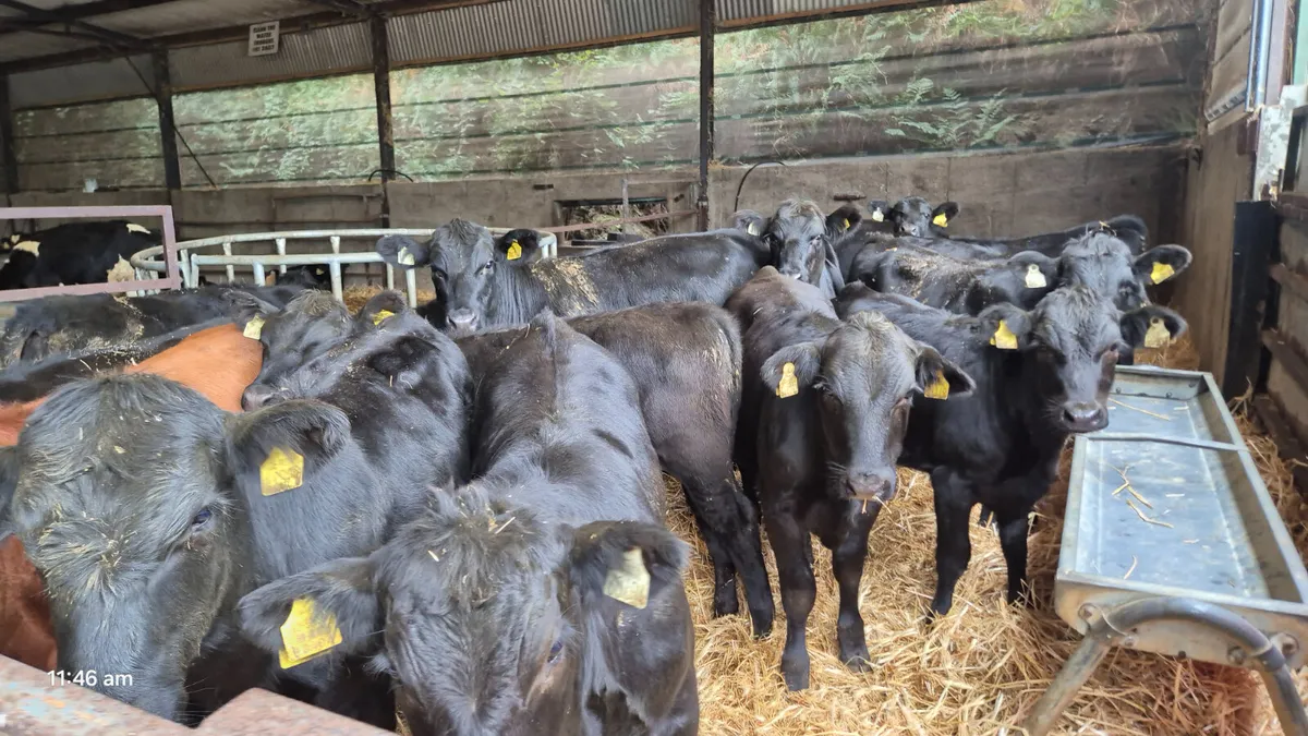 18 Quality Aberdeen Angus heifers for sale - Image 4
