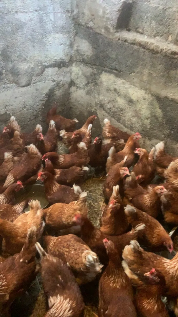 Great laying hens - Image 4