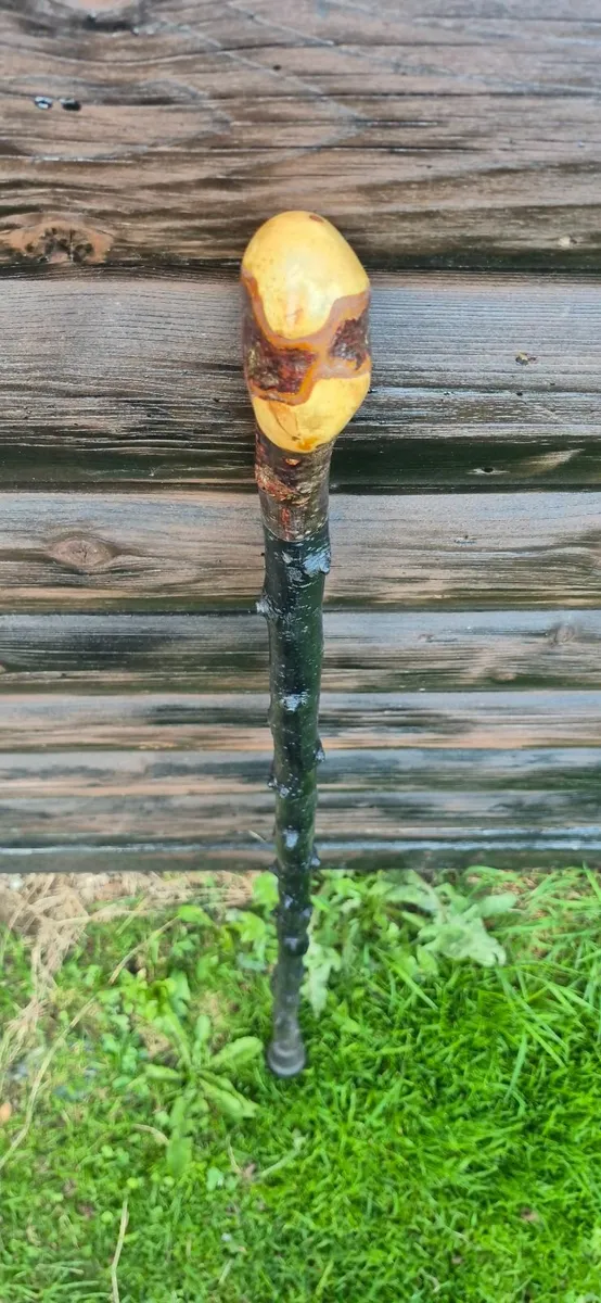 Black thorn walking sticks - Image 2