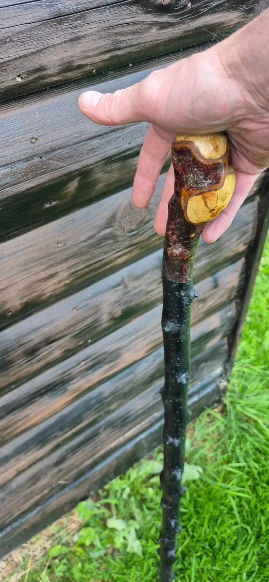 Black thorn walking sticks - Image 3