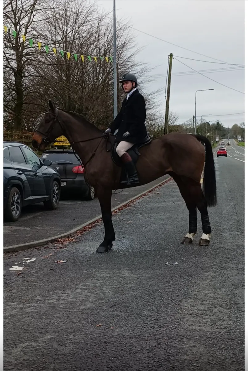 16.3 Sports Horse - Image 1