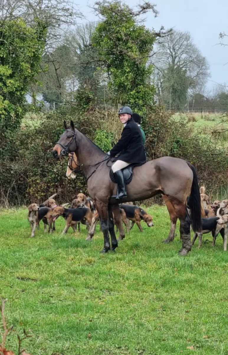 16.3 Sports Horse - Image 2