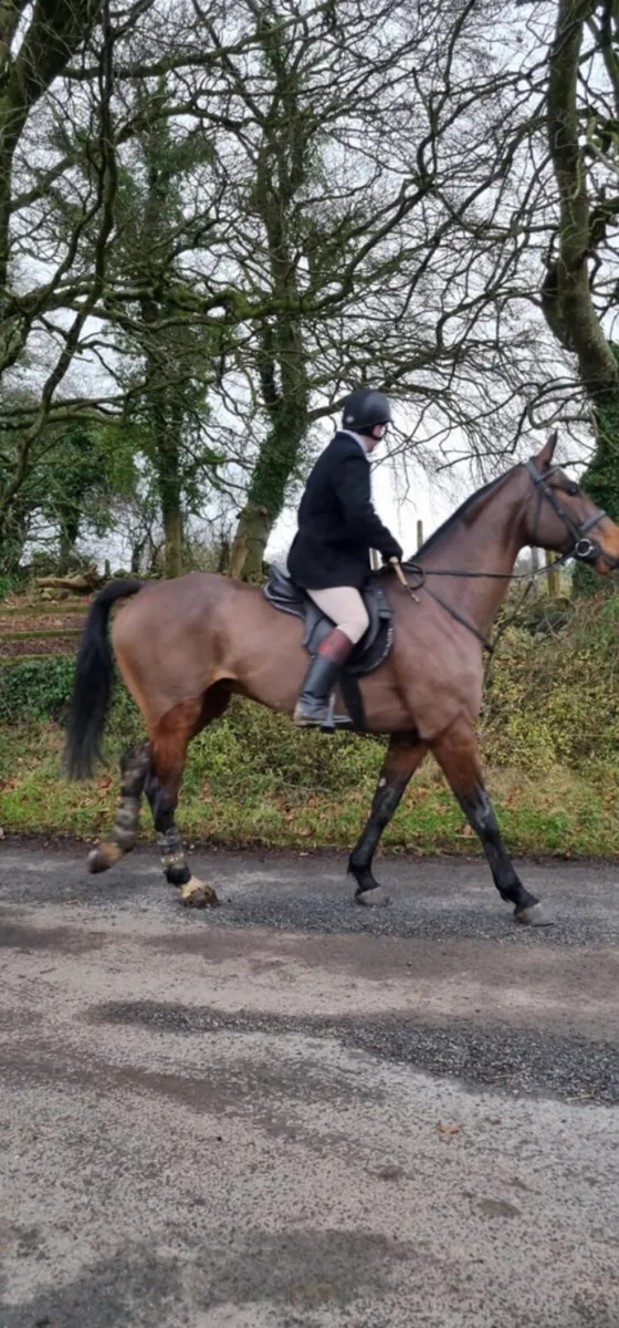 16.3 Sports Horse - Image 3