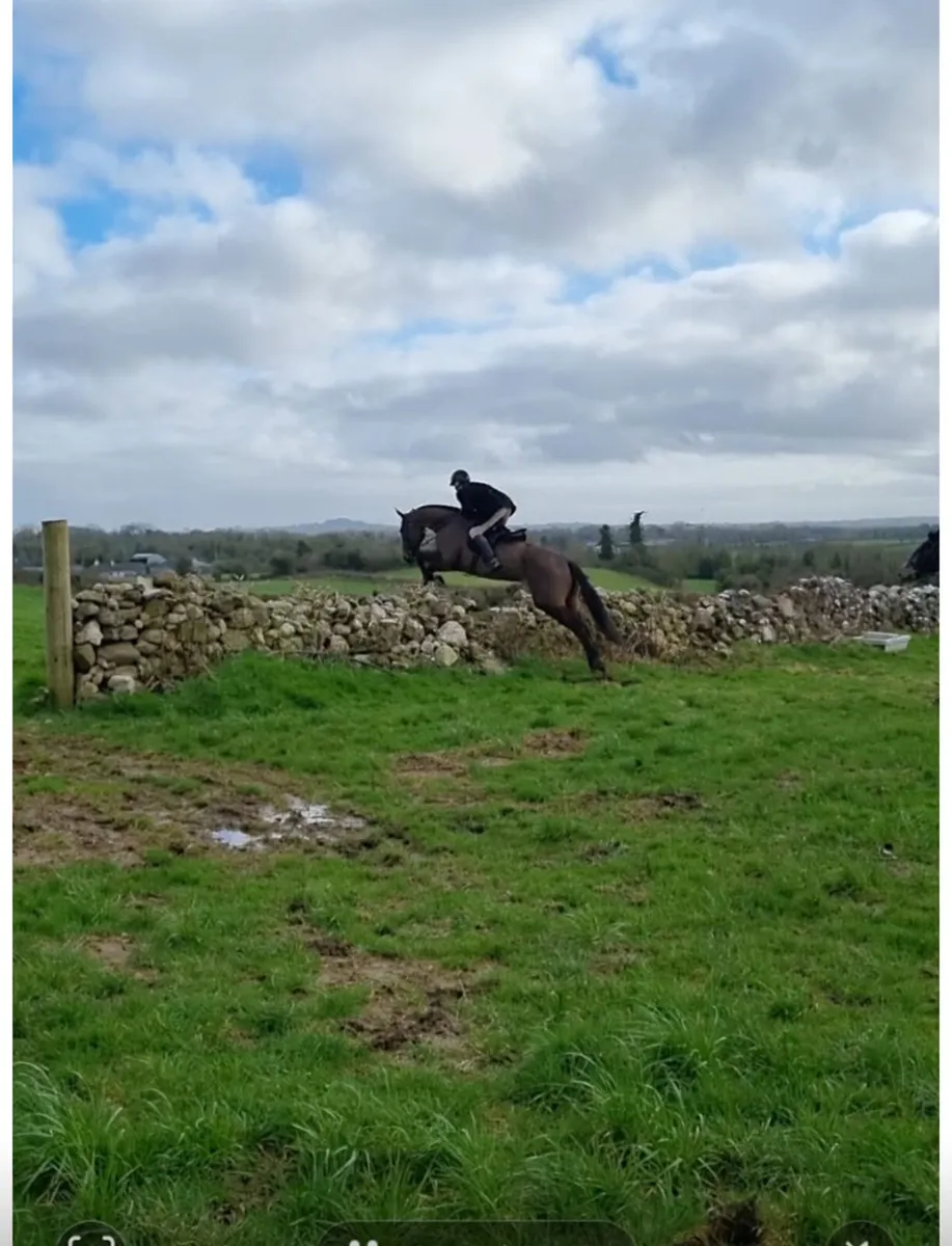 16.3 Sports Horse - Image 4