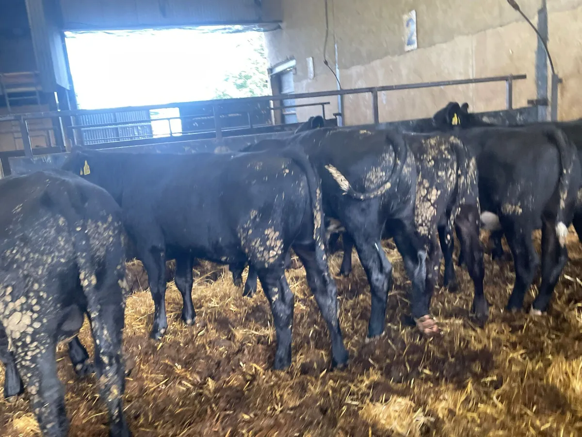 8 Quality Aberdeen Angus bulls for sale - Image 3