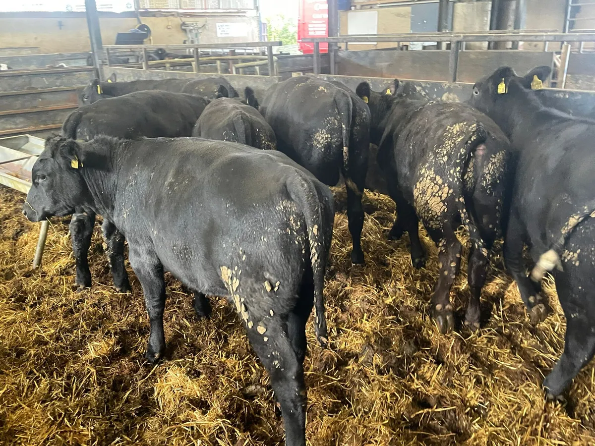 8 Quality Aberdeen Angus bulls for sale - Image 1