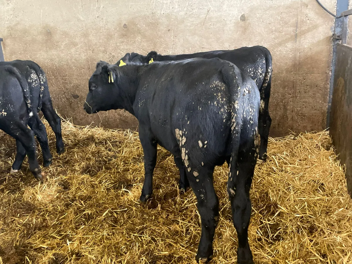 8 Quality Aberdeen Angus bulls for sale - Image 4
