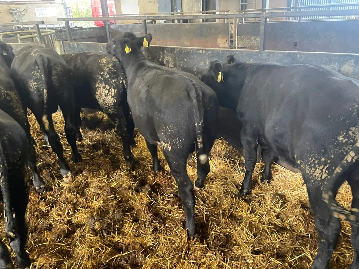 8 Quality Aberdeen Angus bulls for sale - Image 2