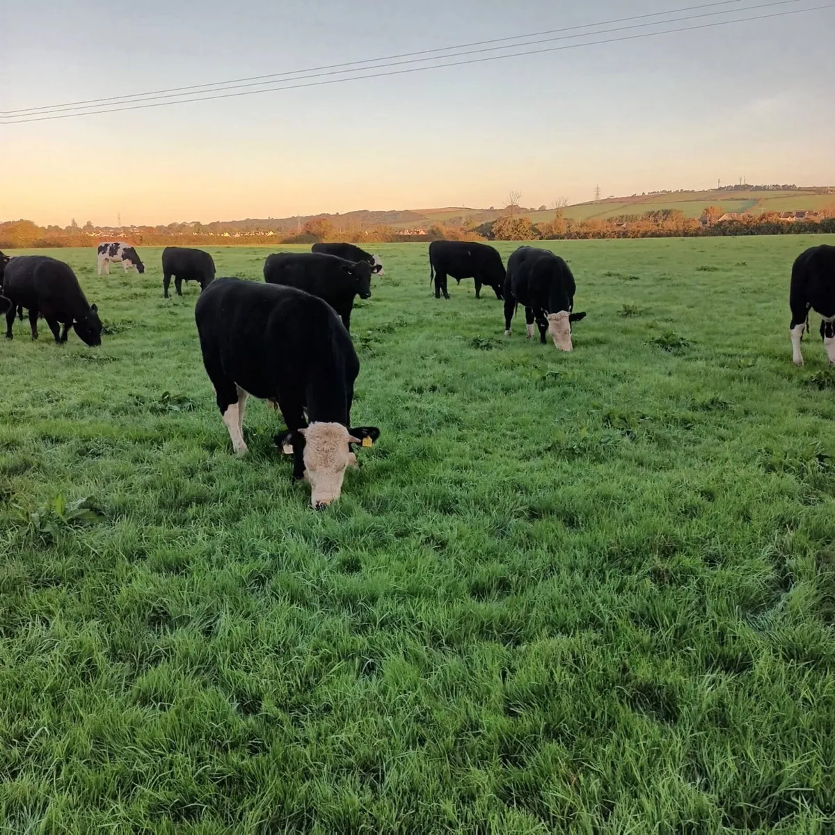 Angus & Hereford - Image 1