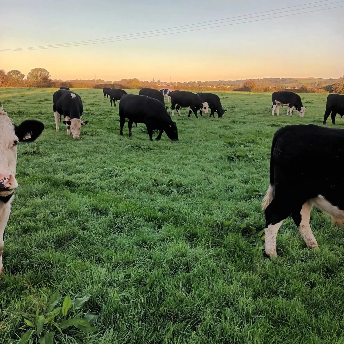Angus & Hereford - Image 2