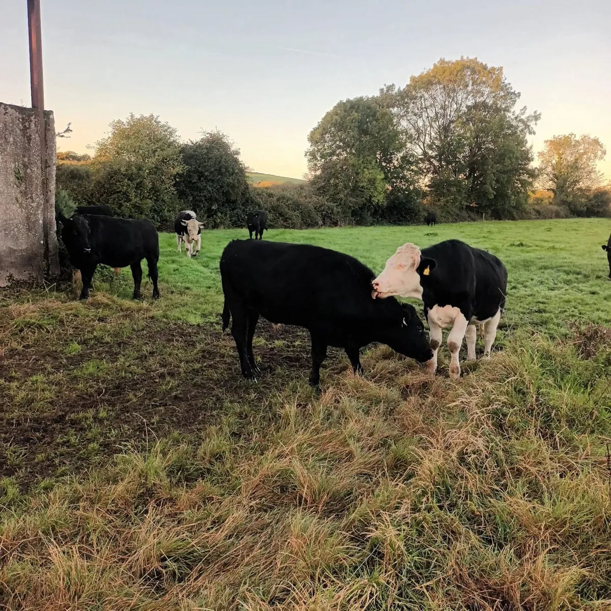 Angus & Hereford - Image 4