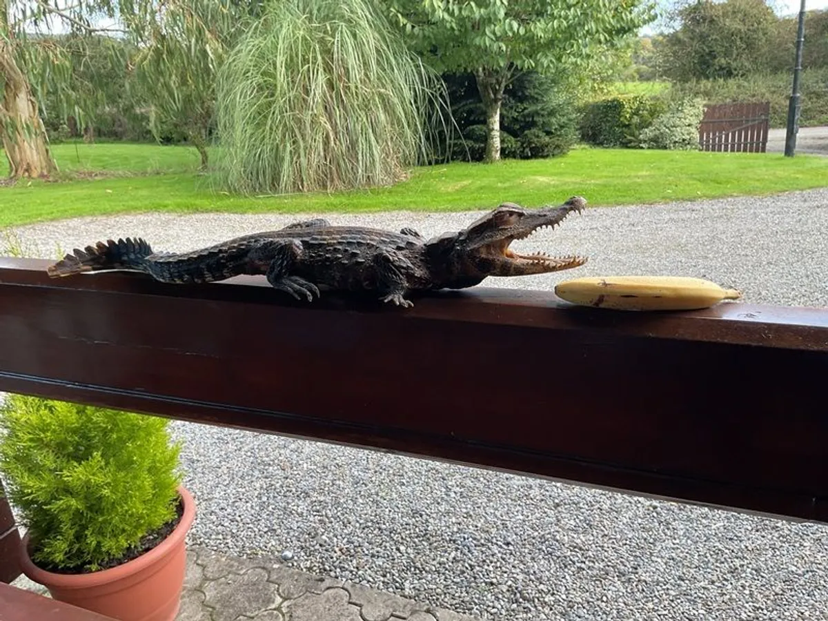 taxidermy crocodile - Image 2