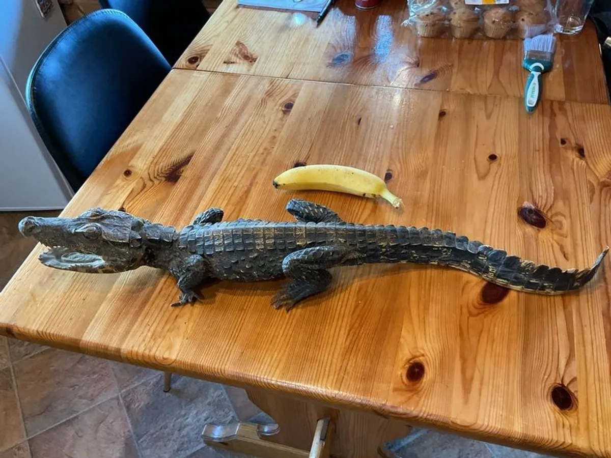 taxidermy crocodile - Image 3