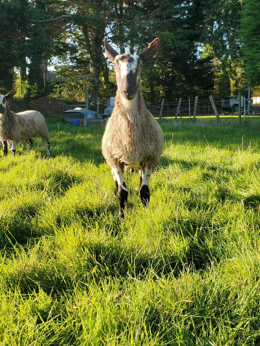 Blue Leicester ram lambs - Image 2