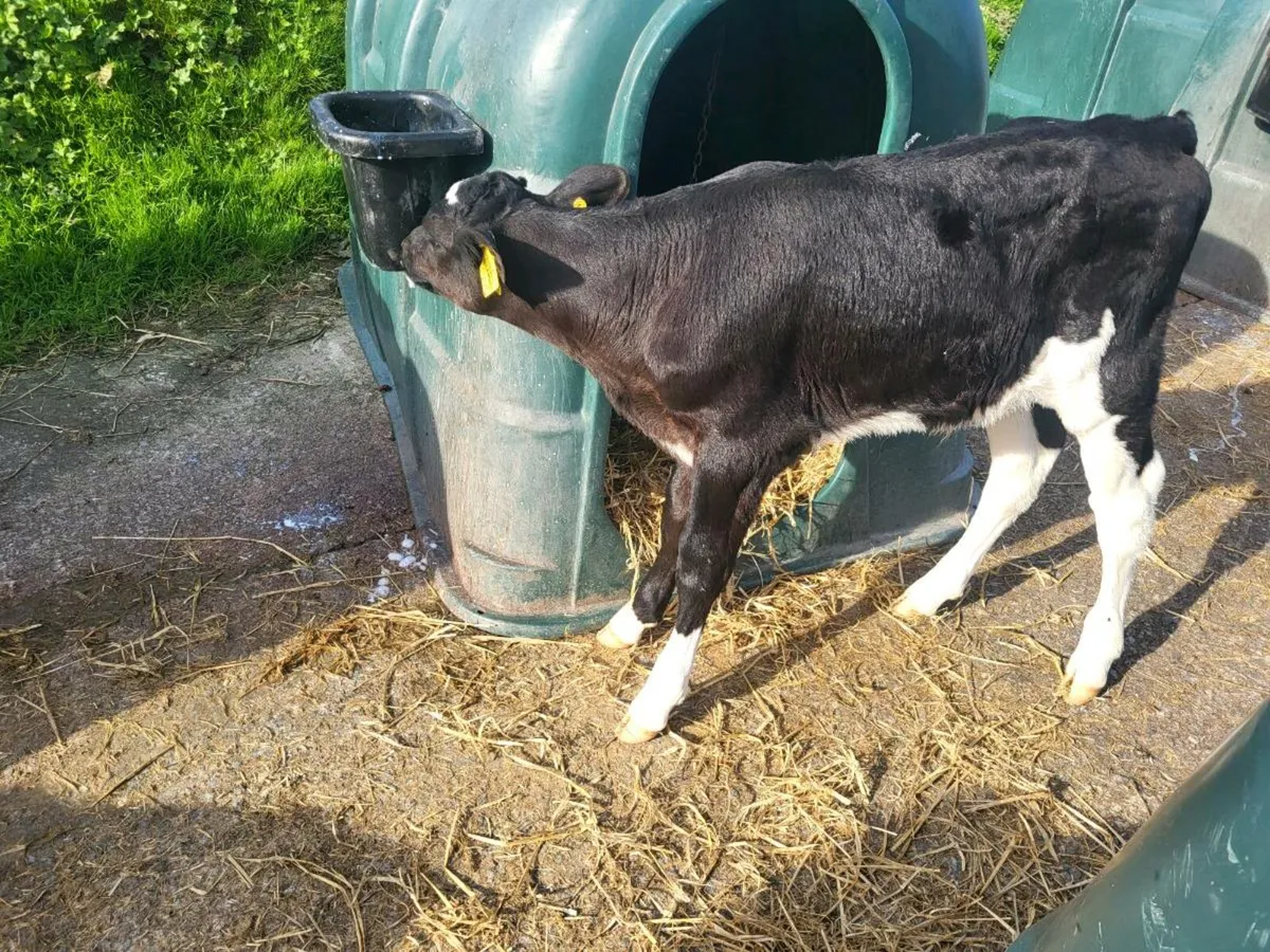 Bull Calf - Image 1