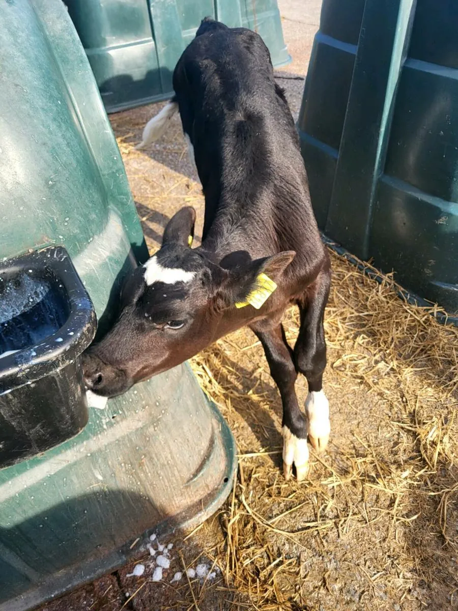 Bull Calf - Image 2