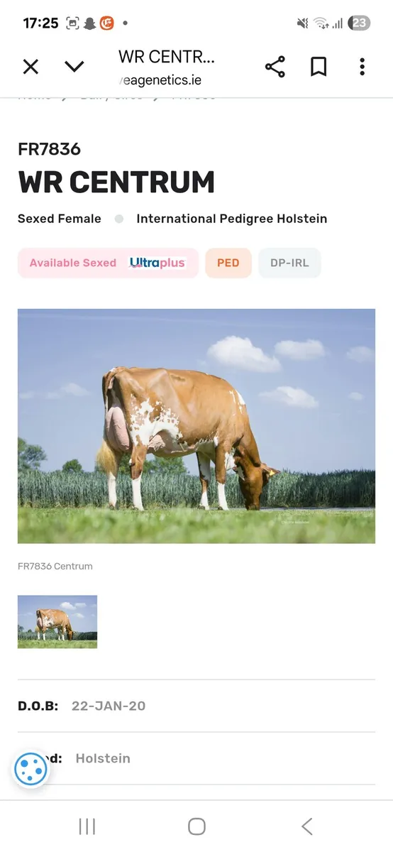 Bull Calf - Image 4