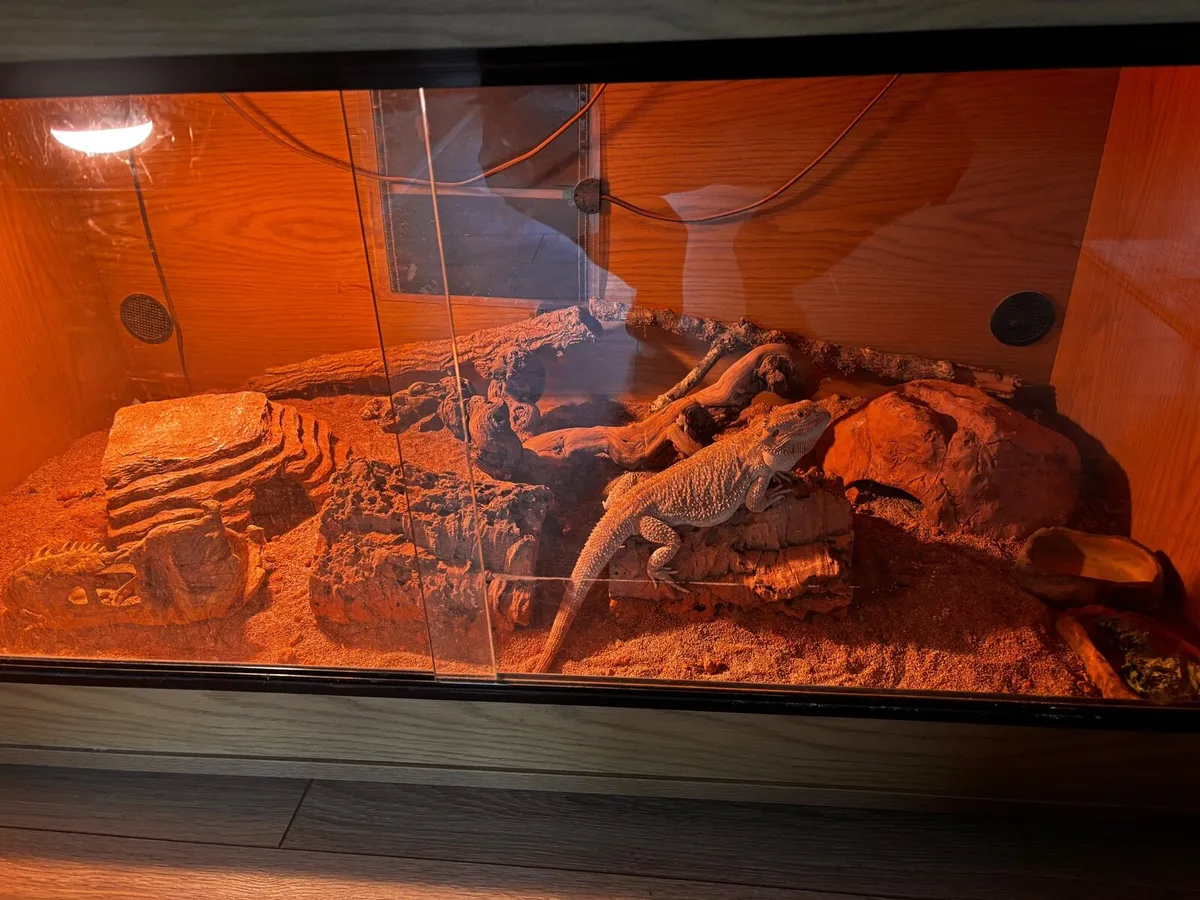 Bearded dragon - Image 1