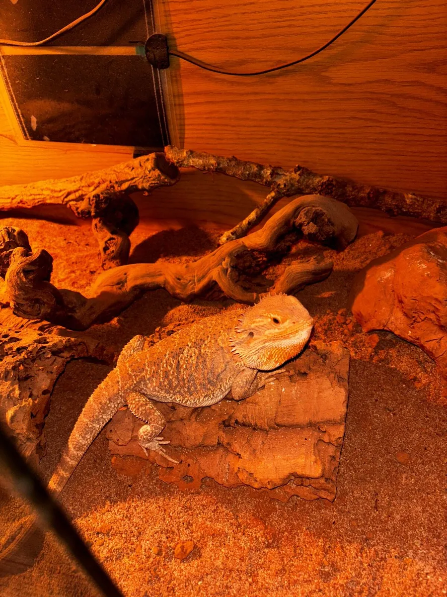 Bearded dragon - Image 2