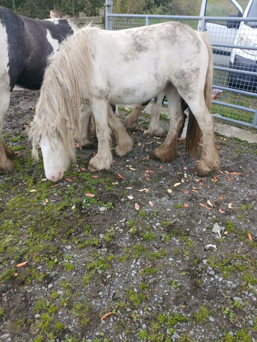 Horses for sale - Image 1