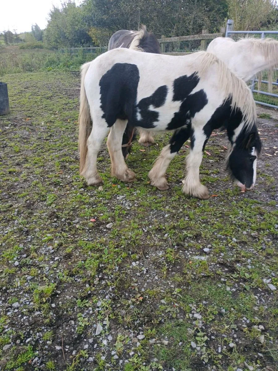 Horses for sale - Image 2