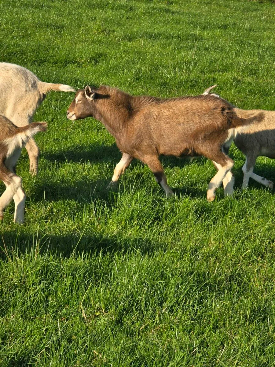 Young Buck Goat €50 ONO - Image 2