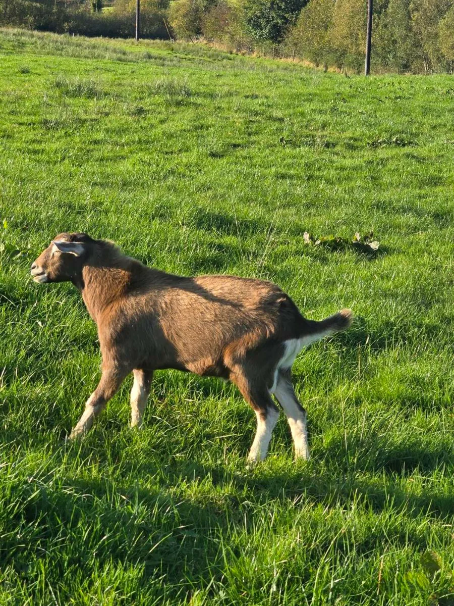 Young Buck Goat €50 ONO - Image 1