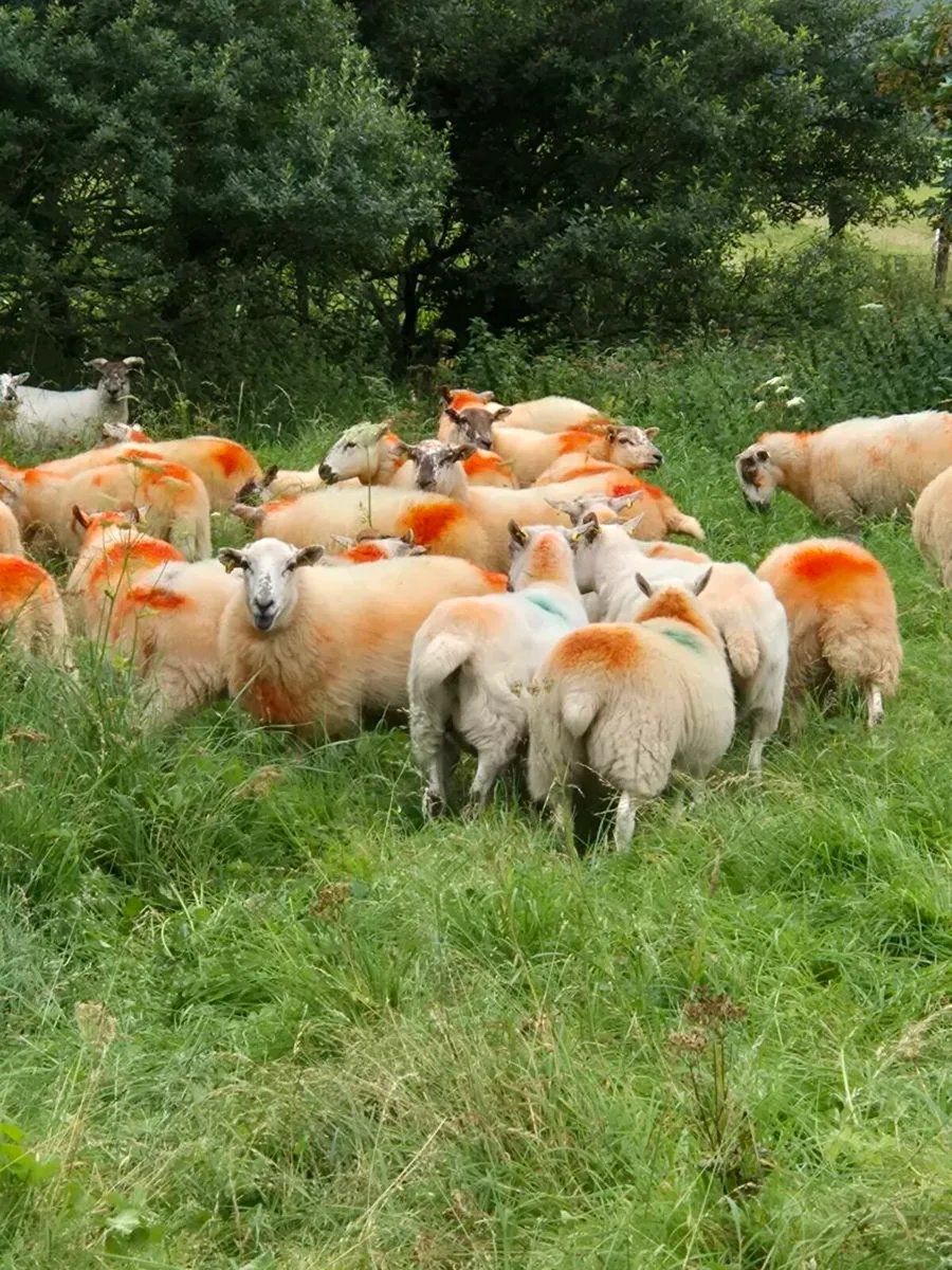 Hoggets lleyn x mayo blackface - Image 1
