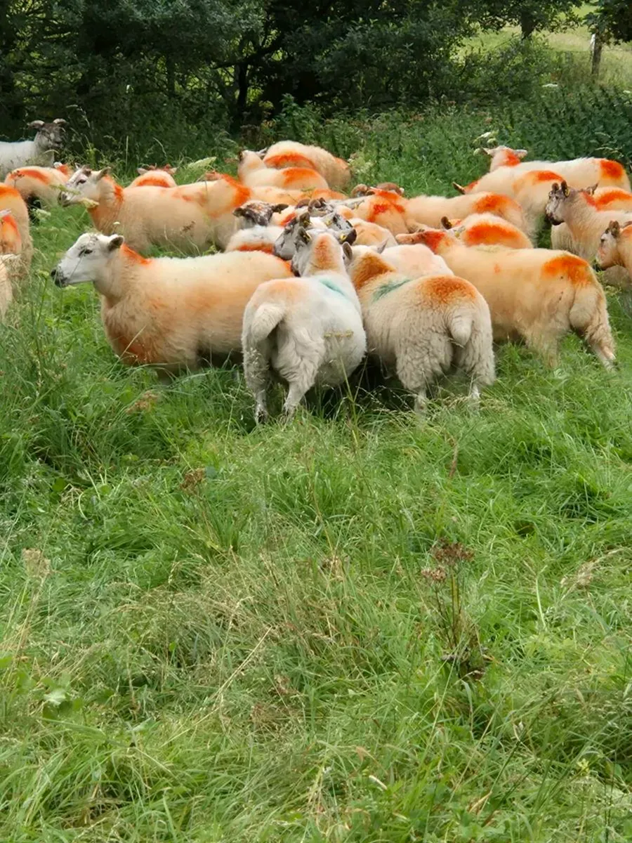 Hoggets lleyn x mayo blackface - Image 2
