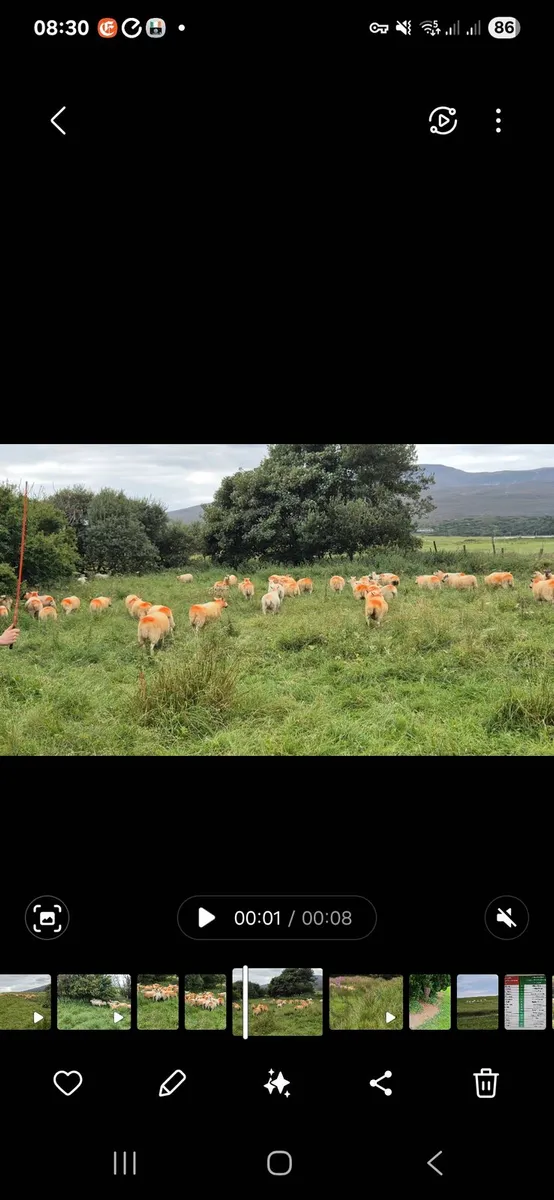 Hoggets lleyn x mayo blackface - Image 4