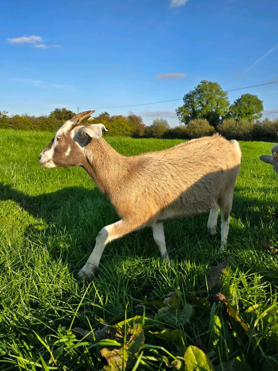 2 Young Female goats - Image 1