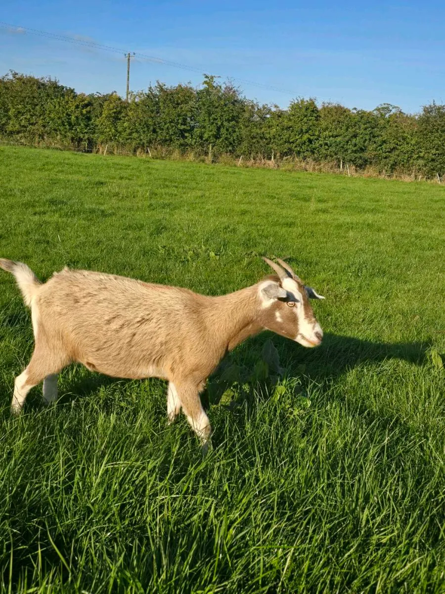 2 Young Female goats - Image 4