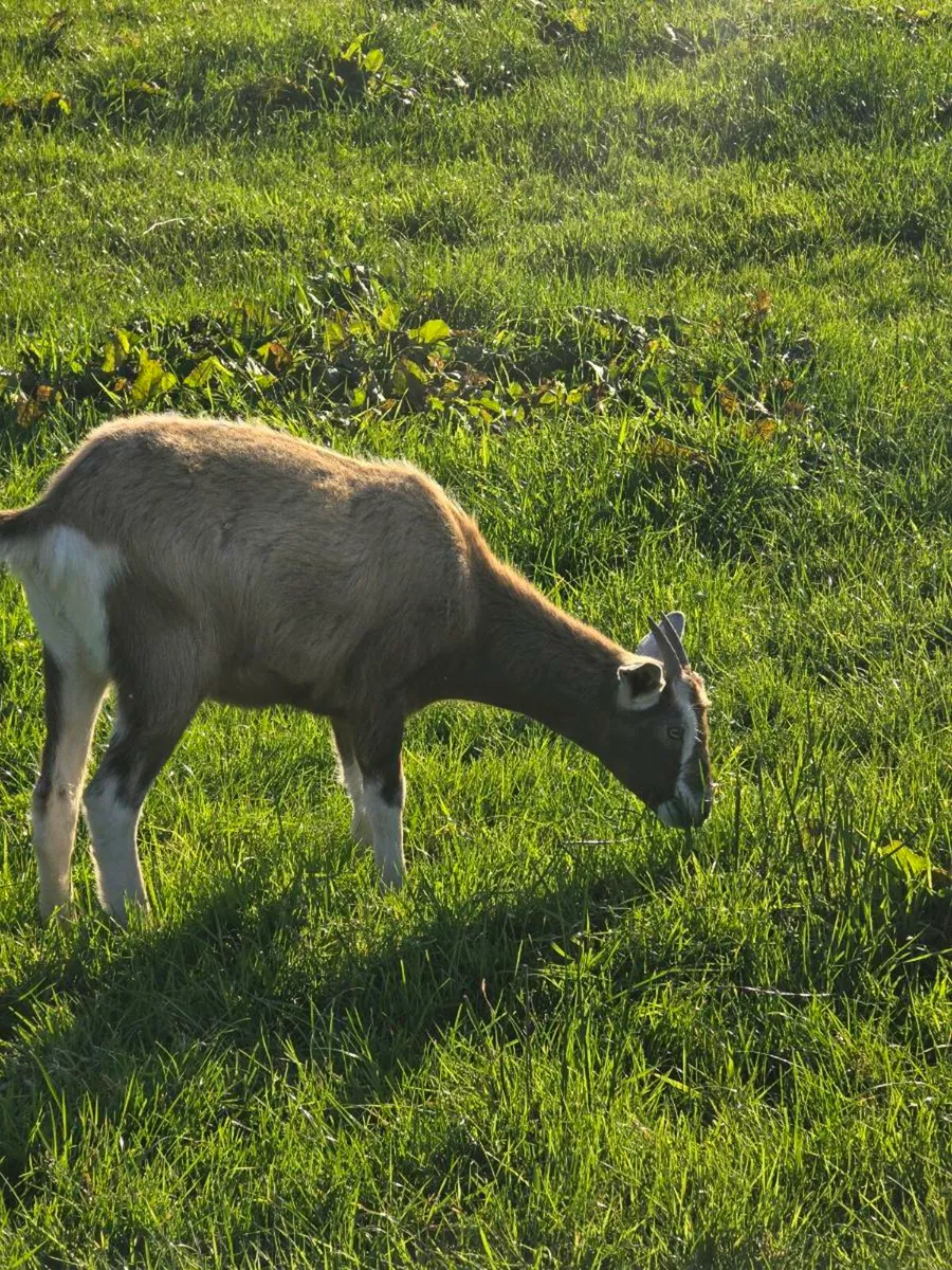2 Young Female goats - Image 3